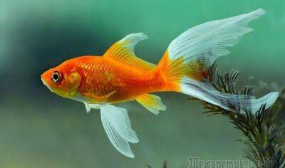 Золотая рыбка. Юмор.