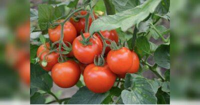 Помидоры просто сходят с ума от этого: любимая подкормка томатов, от которой они начинают стремительно расти (видео)