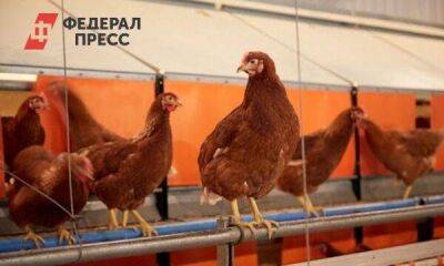 Тюменская птицефабрика «Боровская» потеряла половину выручки