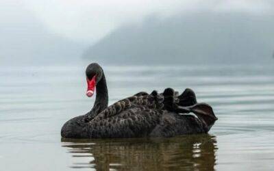 Эксперт предупредил о «черном лебеде» на рынке