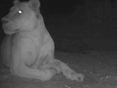 В национальном парке Чада заметили львицу, которая считалась "вымершей"