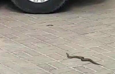 В Твери на парковке у жилого комплекса заметили змею