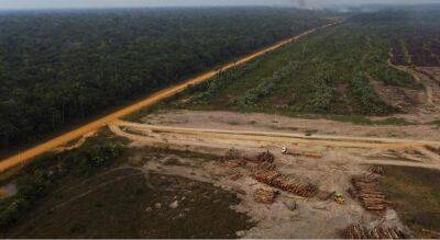 Евросоюз: вырубка реликтовых лесов будет аргументом для запрета на импорт товаров