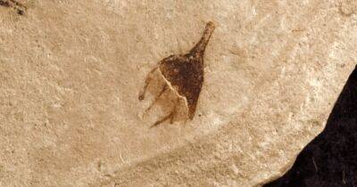 Придется переписать хронологию эволюции: исследователи обнаружили окаменелость перца чили
