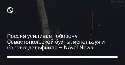 Россия усиливает оборону Севастопольской бухты, используя и боевых дельфинов – Naval News