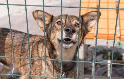 Правительство поддержало законопроект, разрешающий регионам усыплять бездомных собак - afanasy.biz - Россия - Оренбург