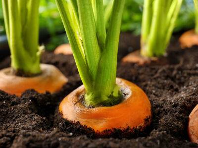 После этой подкормки урожай будет сладким и крупным. Эксперты рассказали, как правильно удобрять морковь весной - gordonua.com - Украина