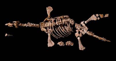 Плезиозавр Эрик "приютил" неизвестный ранее вид в желудке. Исследователи раскрывают детали