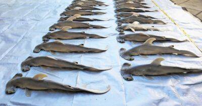 Ученые разгадали загадку: беременная акула-молот с 40 акулятами выбросилась на берег (фото, видео)