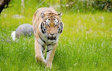 «Китайский тигр отгрызает конечности у российского охотника»