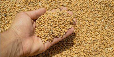 Ятаган в спину. Турция вводит 130% пошлину на импорт зерна