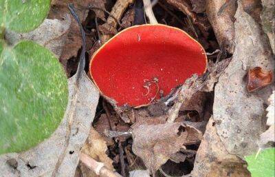 В лесах Тверской области появились первые весенние грибы – «чаши эльфа»