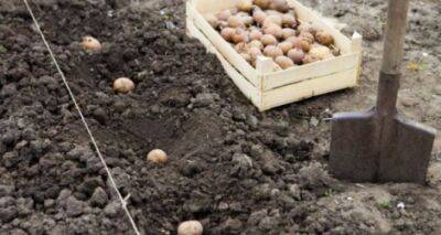 Благоприятные дни для посадки картофеля в 2023 году - cxid.info