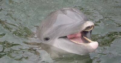 Боевые дельфины в Севастополе не помешают украинским дронам, но животных жалко, — биолог