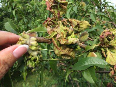 Чем обработать персик от скручивания листьев – вьющиеся листья на персике – народные способы борьбы с вредителями