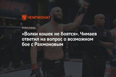 «Волки кошек не боятся». Чимаев ответил на вопрос о возможном бое с Рахмоновым