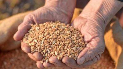 Еврокомиссия запретит экспорт украинского зерна в Румынию — СМИ