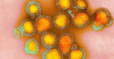 Мутировавший вирус "готовится" нападать на людей: ученые предупредили о новой опасности от собак - koronavirus.center - Китай - Украина - Пекин