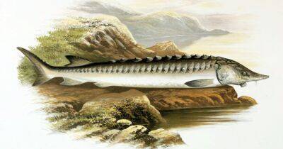 Делили Землю с динозаврами. Найдена окаменелость осетра возрастом 66 миллионов лет