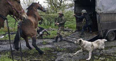 Бродили между воронок: ВСУ эвакуируют сбежавших лошадей их зоны боев на Донбассе (фото, видео)