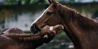 «Несколько лошадей уже умерло». Фотографы Либеровы показали, как проходила эвакуация животных с фермы в Авдеевке