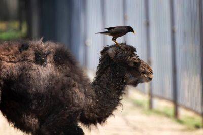 В Ташкентском зоопарке мимимишное пополнение – родились верблюжонок дромадер и малышка пони. Фото и видео