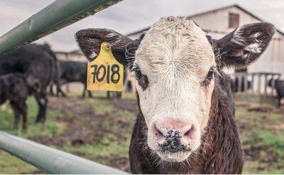 В Нидерландах обострился азотный конфликт: голландским коровам предписано «производить» меньше навоза