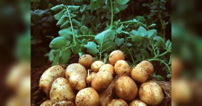 Добавьте ложку этой подкормки в каждую лунку при посадке картофеля: проволочник и другие вредители погибнут навсегда (видео)
