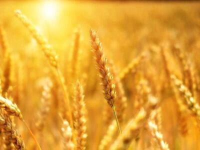 В Польше предупредили Литву о последствиях ввоза зерна с Украины