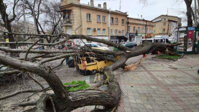 В центре Одессы огромная акация раздавила машину с людьми: в городе деревопад (фото, видео)
