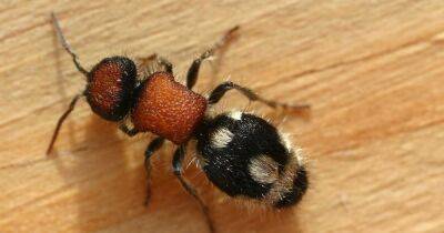 "Убийца коров": житель США показал последствия укуса редкого бархатного муравья (фото)