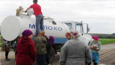 В Узбекистане планируют открыть молокосборочные пункты. Фермеры недовольны