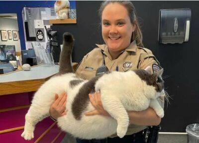 Волонтеры забрали кота у безответственного хозяина. Он раскормил питомца до 18 кг