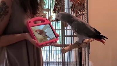 Кеша в зуме: ученые научили попугаев видеозвонкам, и тем очень понравилось - obzor.lt - США - Бостон - Шотландия