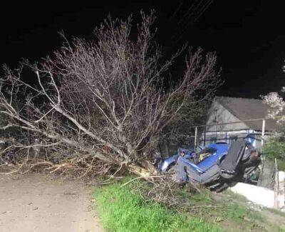 ДТП в Одесской области: водитель Honda погиб, столкнувшись с деревом | Новости Одессы