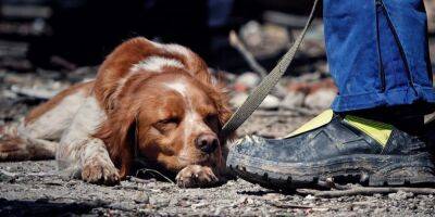 Уснул прямо на завалах. Фото пса-спасателя, искавшего людей в Умани, стало вирусным в соцсетях