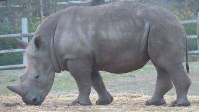 В сафари Рамат-Гана внезапно умер носорог, названный в честь президента Израиля