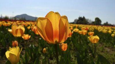 В Рогуне высадили тысячи разноцветных тюльпанов