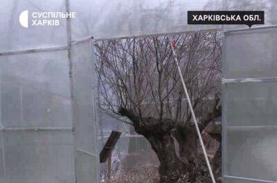 Оливковое дерево — ровесник Харькова выжило после российских обстрелов (видео)