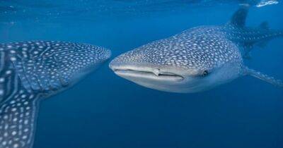 Меняют линзы. Ученые обнаружили, что позволяет китовым акулам видеть на рекордной глубине - focus.ua - Украина
