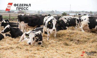 Свыше миллиарда рублей получат омские предприятия на развитие животноводства