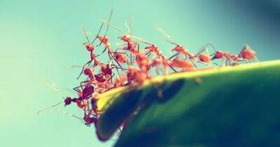 Друзья навек. Эволюционная связь между муравьями и растениями длится уже 60 миллионов лет