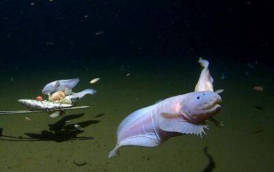 Исследователи зафиксировали самую глубоководную рыбу в мире