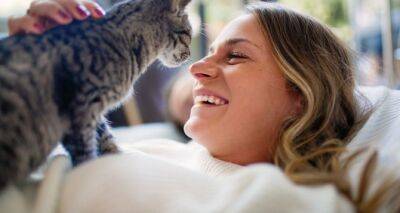 Три фактора, чтобы понять, кто главный в доме — вы или ваша кошка