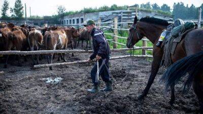 Навоз и ныне там: в РФ увидели риски закрытия животноводческих предприятий