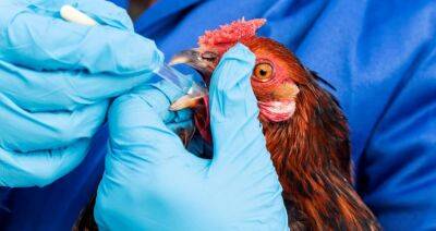 В Нидерландах успешно испытали вакцины против птичьего гриппа