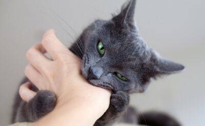 В Одессе кошка прокусила женщине артерию: ту едва спасли | Новости Одессы
