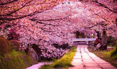 Сезон цветения сакуры принесет экономике Японии $4,7 миллиарда