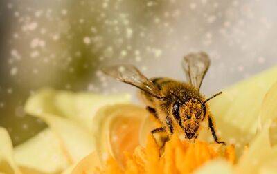 У пчел появились конкуренты в опылении цветов - korrespondent.net - США - Украина - Англия