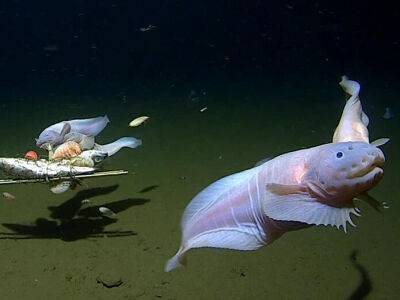 Ученые обнаружили самую глубоководную рыбу. Как она выглядит. Видео